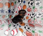Small #2 Yorkshire Terrier