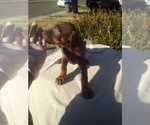 Small Photo #9 Doberman Pinscher Puppy For Sale in PASCO, WA, USA