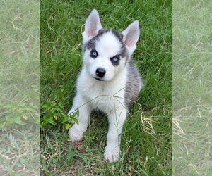 Siberian Husky Dogs for adoption in PIPE CREEK, TX, USA