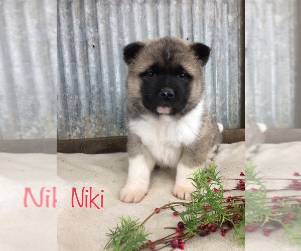 Medium Photo #1 Akita Puppy For Sale in SHILOH, OH, USA