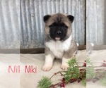 Small Photo #1 Akita Puppy For Sale in SHILOH, OH, USA