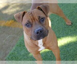 Black Mouth Cur-Unknown Mix Dogs for adoption in Tallahassee, FL, USA
