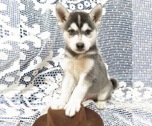Alaskan Klee Kai Puppy for sale in NORWOOD, MO, USA