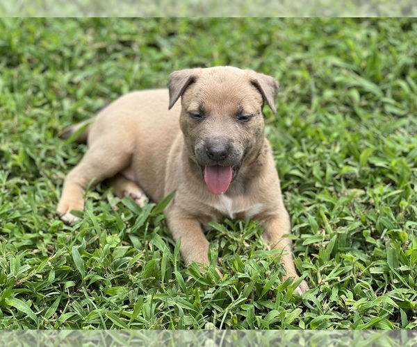 Medium Photo #4 American Bully-Belgian Malinois Mix Puppy For Sale in GREENVILLE, NC, USA