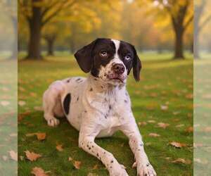 Pointer-Unknown Mix Dogs for adoption in Talladega, AL, USA