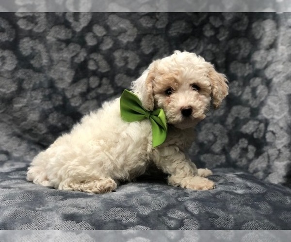 Medium Photo #8 Poochon Puppy For Sale in LAKELAND, FL, USA