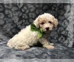Small Photo #8 Poochon Puppy For Sale in LAKELAND, FL, USA