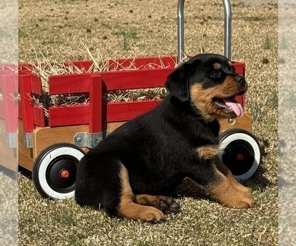 Medium Photo #8 Rottweiler Puppy For Sale in MARION, SC, USA