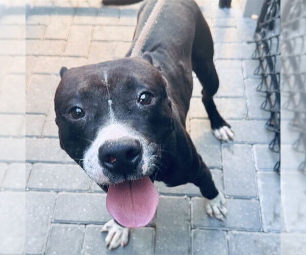 Medium Photo #2 Labrador Retriever-Unknown Mix Puppy For Sale in Tavares, FL, USA
