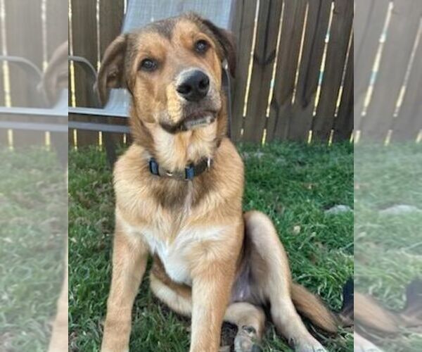 Medium Photo #1 Mutt Puppy For Sale in Carrollton, TX, USA