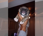 Small Photo #1 American Bully Puppy For Sale in SACRAMENTO, CA, USA