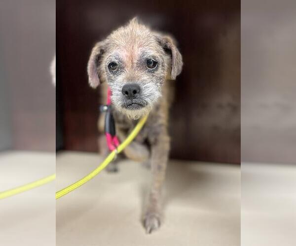 Medium Photo #1 Border Terrier-Unknown Mix Puppy For Sale in Center Township, PA, USA