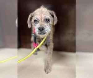 Border Terrier-Unknown Mix Dogs for adoption in Center Township, PA, USA