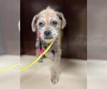 Small Border Terrier Mix