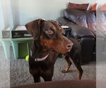 Small #10 Doberman Pinscher