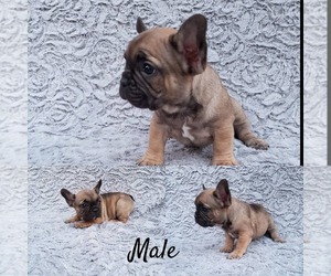 French Bulldog Puppy for sale in GLASSELL, CA, USA
