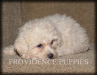 Small Photo #12 Poodle (Miniature) Puppy For Sale in COPPOCK, IA, USA