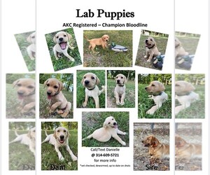 Labrador Retriever Puppy for sale in DE SOTO, MO, USA