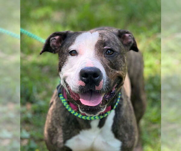 Medium Photo #2 American Staffordshire Terrier Puppy For Sale in Cranford, NJ, USA