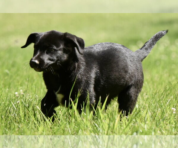 Medium Photo #7 Shepradors Puppy For Sale in Mechanicsburg, PA, USA