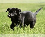 Small #6 Shepradors