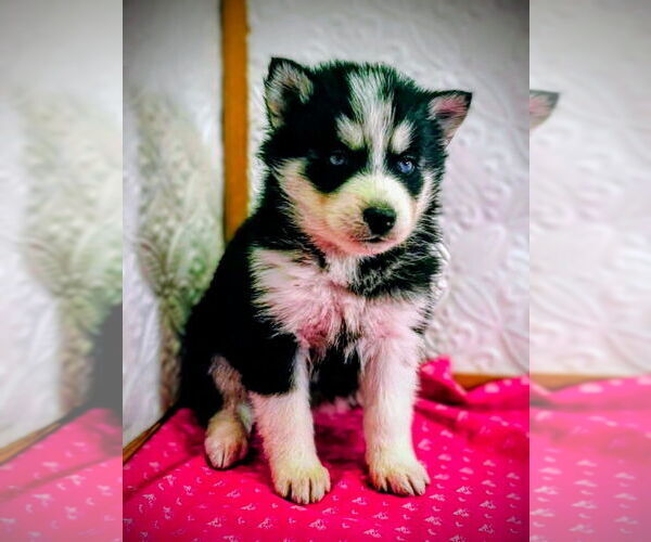 Medium Photo #12 Siberian Husky Puppy For Sale in MOUNT AYR, IA, USA
