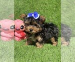 Small #5 Biewer Terrier
