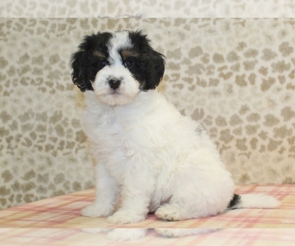 Medium Photo #2 Miniature Bernedoodle Puppy For Sale in DENVER, PA, USA
