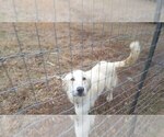 Small Photo #1 Anatolian Shepherd Puppy For Sale in CUMBY, TX, USA