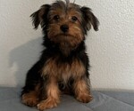 Small Photo #13 Yorkshire Terrier Puppy For Sale in SACRAMENTO, CA, USA