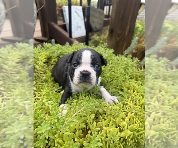 Medium Photo #18 Boston Terrier Puppy For Sale in FREDONIA, KS, USA