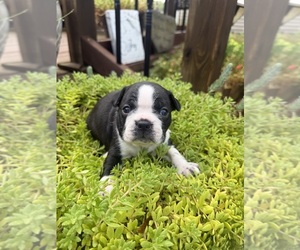 Medium Boston Terrier
