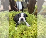 Puppy 3 Boston Terrier