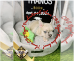 Puppy 10 French Bulldog