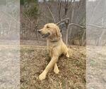 Small Photo #1 Golden Retriever Puppy For Sale in WEAVERVILLE, NC, USA