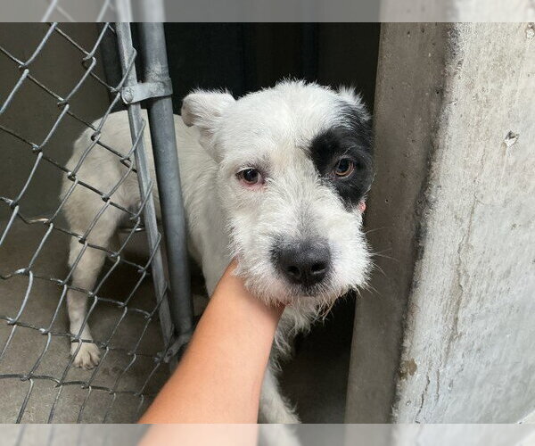 Medium Photo #2 Mutt Puppy For Sale in San Bernardino, CA, USA
