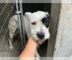 Small #1 Mutt