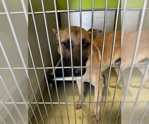 - Mix Dogs for adoption in Bakersfield, CA, USA