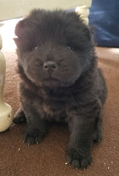 Medium Photo #1 Chow Chow Puppy For Sale in LELAND, NC, USA