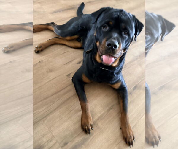 Medium Photo #2 Rottweiler Puppy For Sale in White Hall, AR, USA