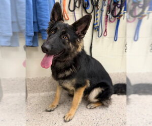 German Shepherd Dog Dogs for adoption in Brighton, CO, USA