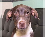 Small Rat Terrier Mix