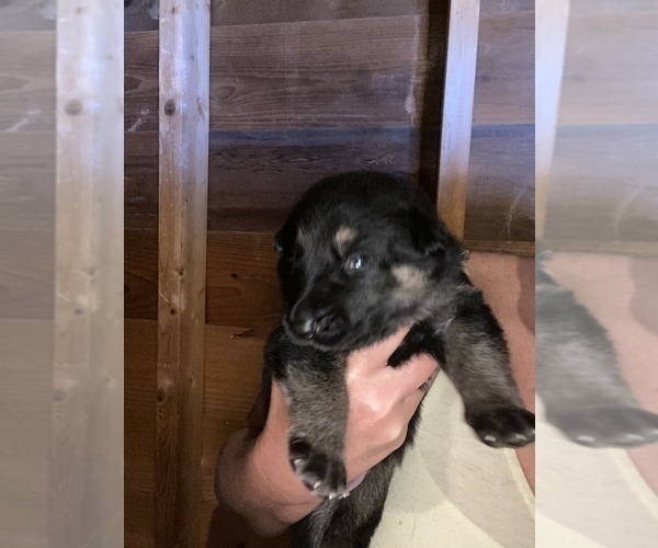 Medium Photo #16 German Shepherd Dog Puppy For Sale in CARROLLTON, GA, USA