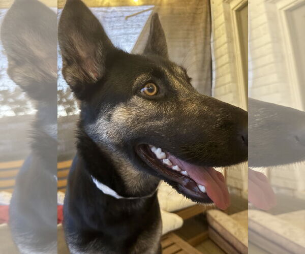 Medium Photo #6 German Shepherd Dog-Unknown Mix Puppy For Sale in Chandler, AZ, USA