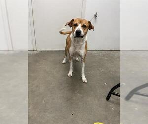 Labbe Dogs for adoption in Rosenberg, TX, USA