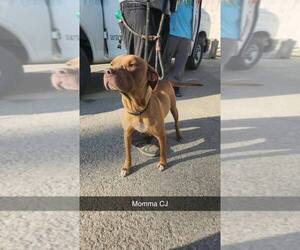 Mutt Dogs for adoption in Evansville, IN, USA