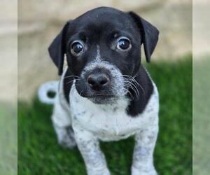 Mutt Dogs for adoption in San Diego, CA, USA