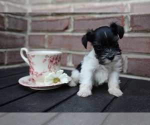 Schnauzer (Miniature) Puppy for sale in KINGSPORT, TN, USA