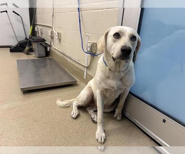 Medium Photo #1 Labrador Retriever-Unknown Mix Puppy For Sale in Grand Prairie, TX, USA