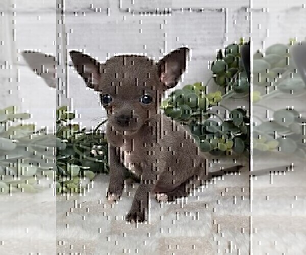 Medium Photo #23 Chihuahua Puppy For Sale in NAPLES, FL, USA